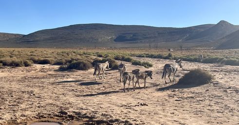 Kruger NP zebra's Zuid Afrika groepsrondreis 3